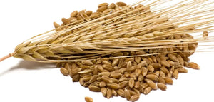 Bagley Farm's Organic Hulled Barley Certified Organic Whole Grain - Bagley Farm's