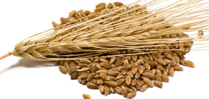 Bagley Farm's Organic Hulled Barley Certified Organic Whole Grain